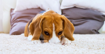 Как убрать запах с ковра?